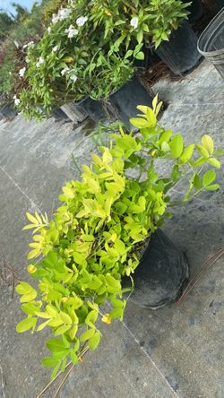 Perennial Peanut – 1 Gallon Only $5
