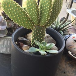 Very Cute Cactus And Succulent With Little Agate Crystal Stone Home Garden 