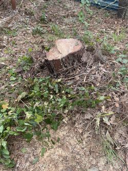 Tree Stuff