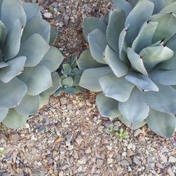 Plants Artichoke Agave