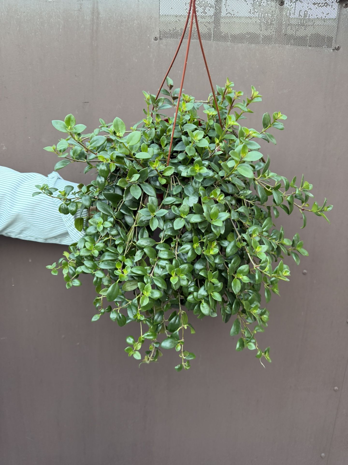 6” codonanthus tambourine