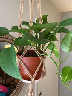 Healthy Pothos with macramé hanger saucer