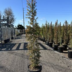Eugenia Privacy Hedge