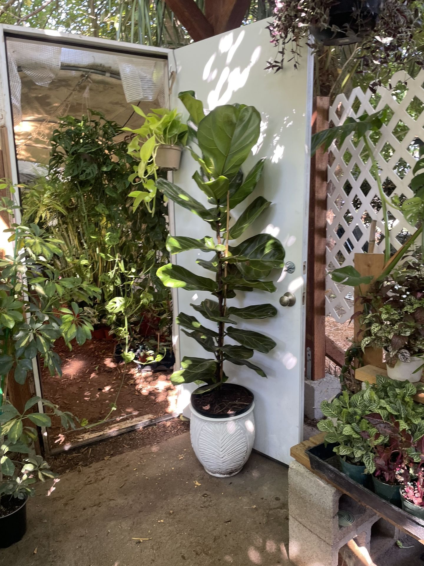 See description ~Live plant!! ~5.5ft super healthy fiddle leaf, ceramic pot not included; 95820