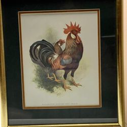 Harrison Fisher  print titled “ black breasted brown – red prize leghorn”
