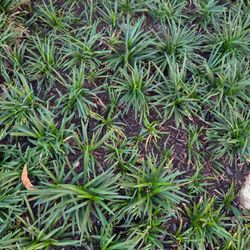 Dwarf Mondo Grass