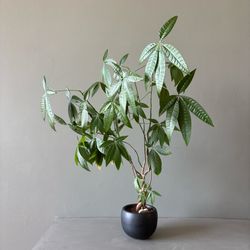 Live Money Tree Plant Braided Houseplant 32" Tall
