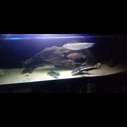 125gal Fish Tank