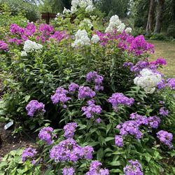 Plant Sale 27620 188th PL SE Kent 98042