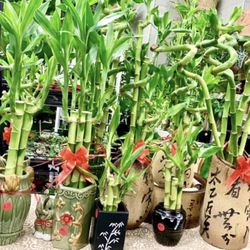 Lucky Bamboo Plants Indoor Plants $8and Up