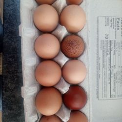 Farm Fresh Eggs