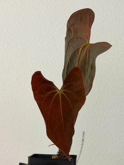 Anthurium RVDP Hybrid (MOVING SALE)