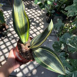 6” Variegated Sansiveria Whale Fin