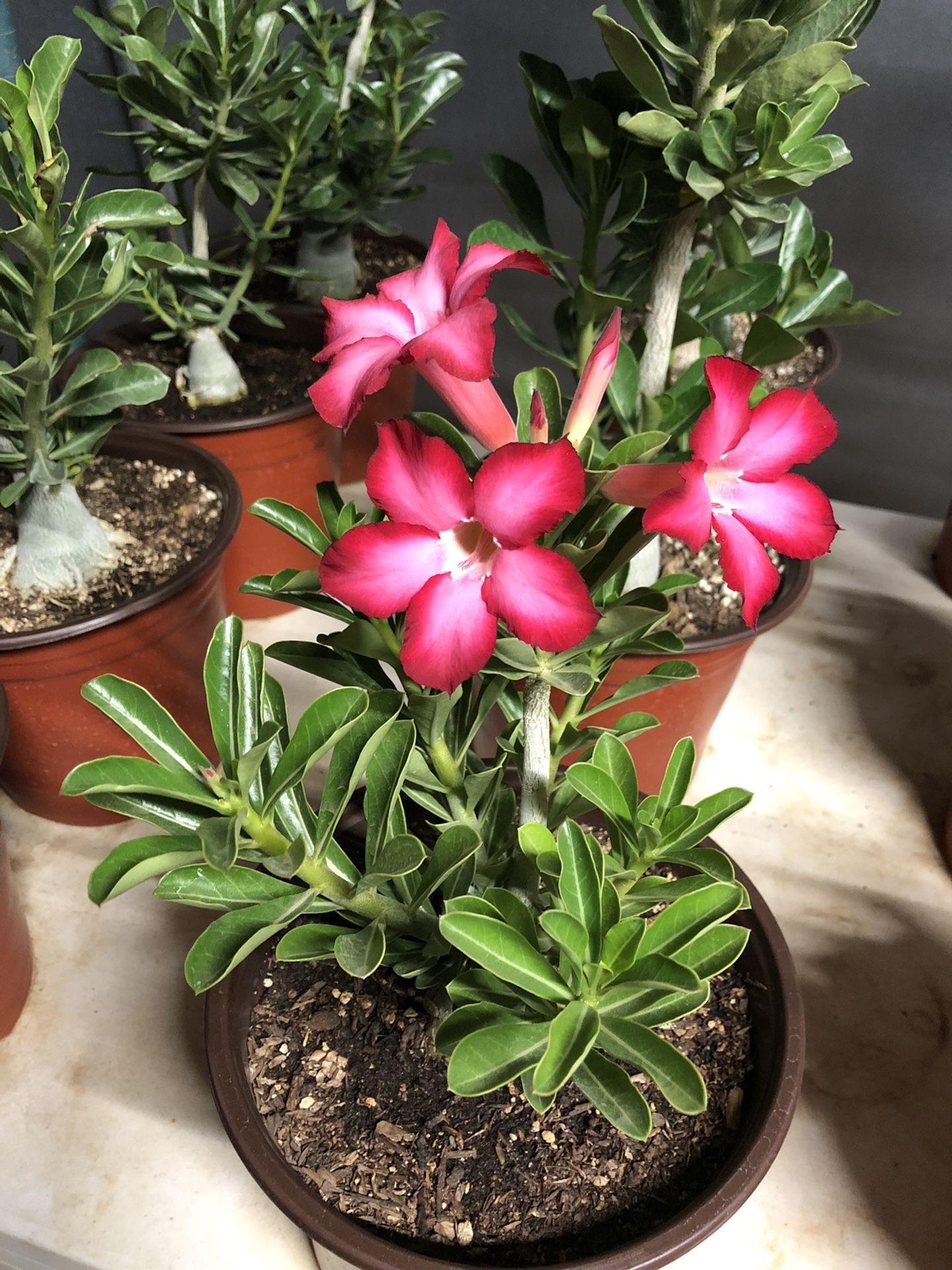 Desert Rose Plants 