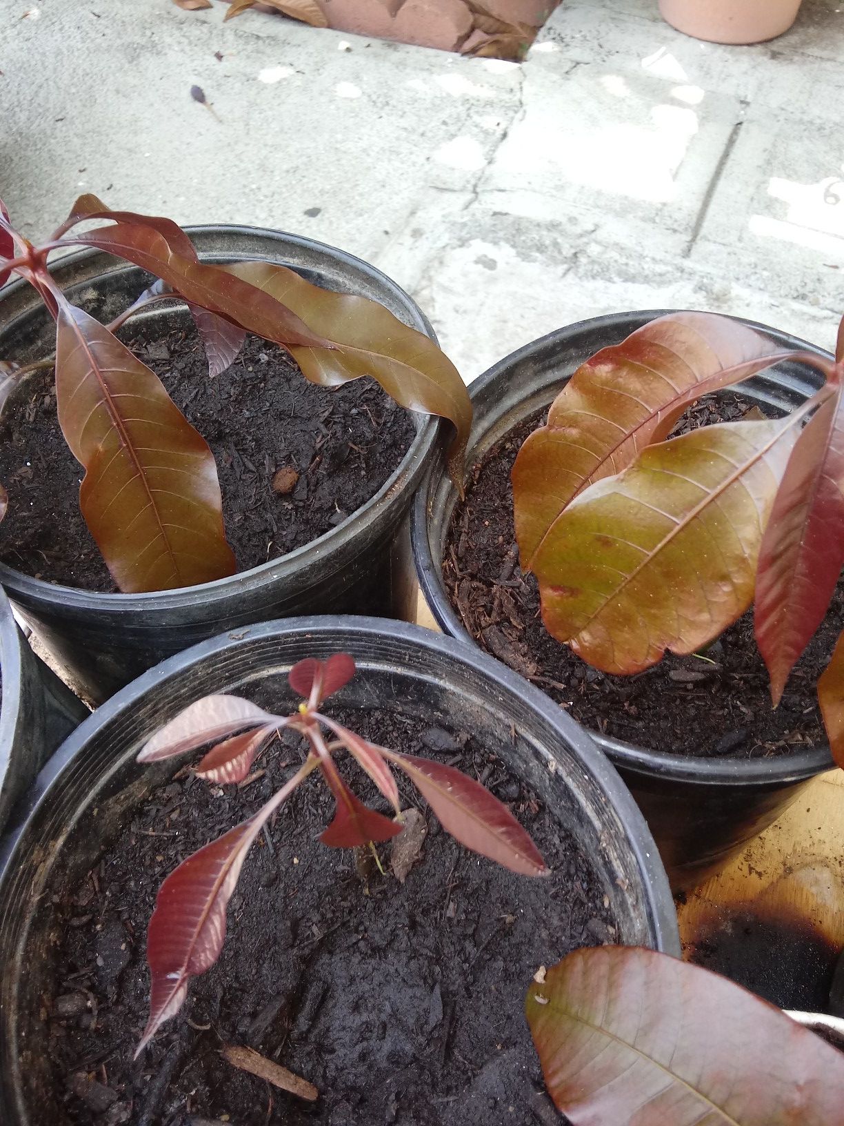 Mango petacon tree