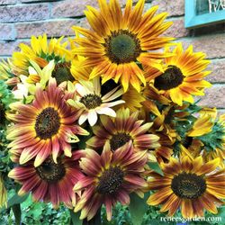 Paintbox Bouquet Songbird Sunflowers / Ramo De Caja De Pinturas Girasoles Atrae a Pájaros cantores