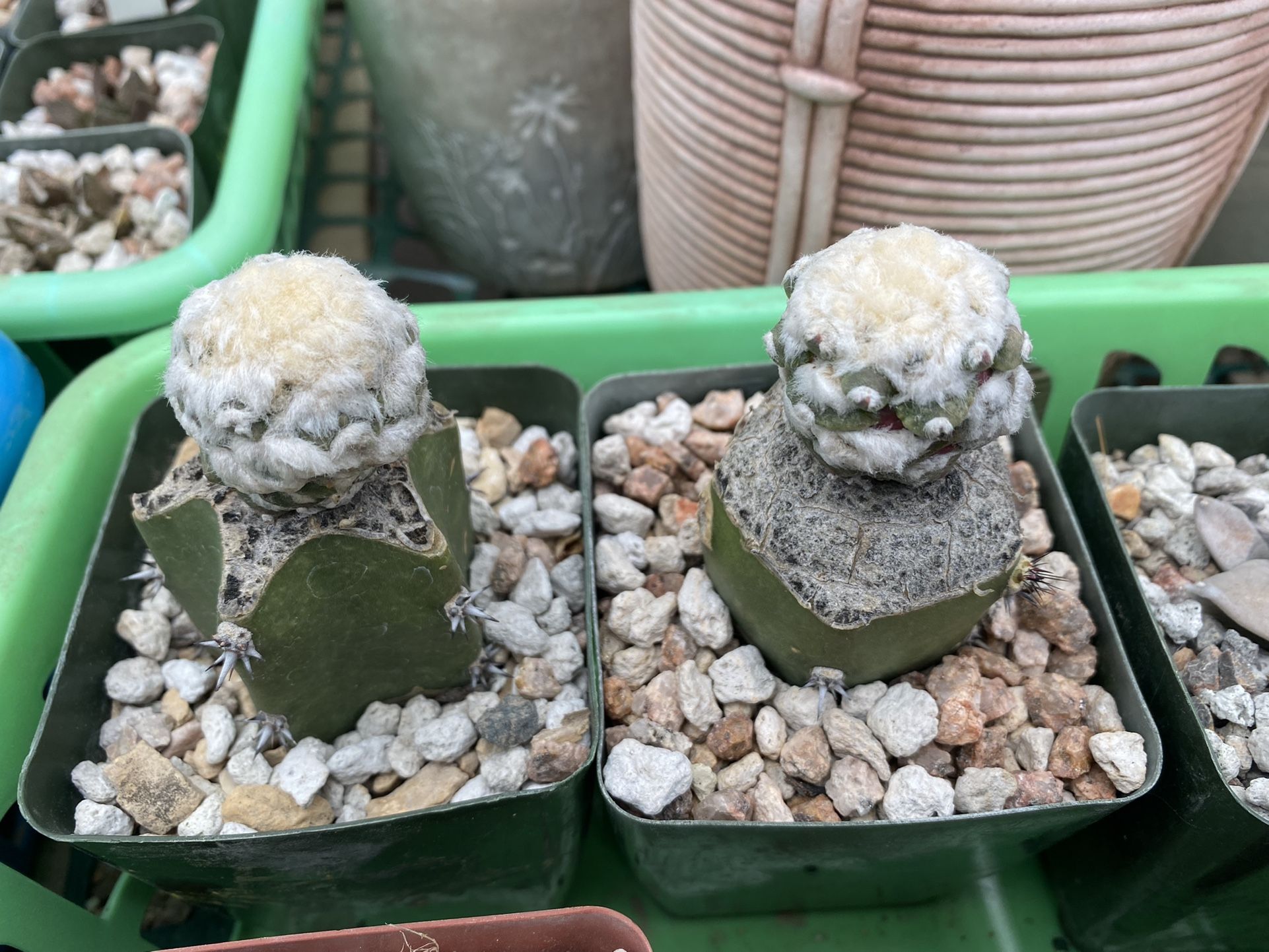 Ariocarpus retusus furfuraceus monstrose graft