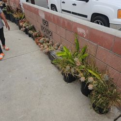 Free Succulents 