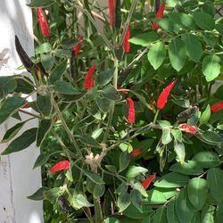Chili Plant
