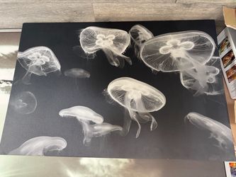Jellyfish Frame