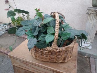 Vintage Basket With Plant