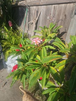 Plumeria