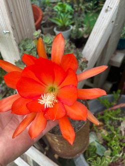 Epiphyllum Orchid