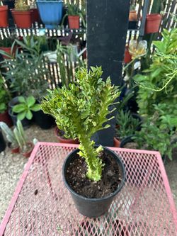 Trigona variegated cactus