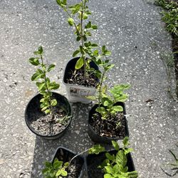 Fresh mint Plants $4 Each