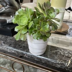 Succulent Plant - Stone Rose  - Gift