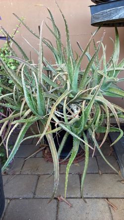 Free Aloe Plant