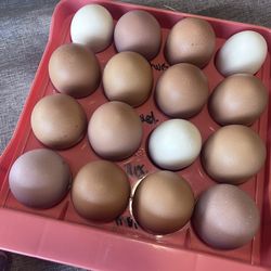 Farm Fresh eggs