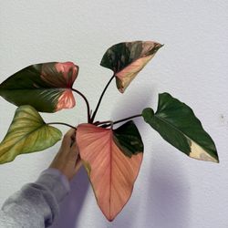 homalomena Pink Diamond Variegated Plant