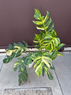 Huge Epipremnum yellow flame