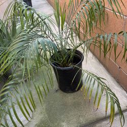 Phoenix Roebelenii Pygmy Date Palm Plant