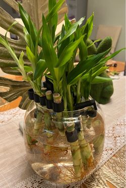 Lot of Pathos And Lucky Bamboo Plants