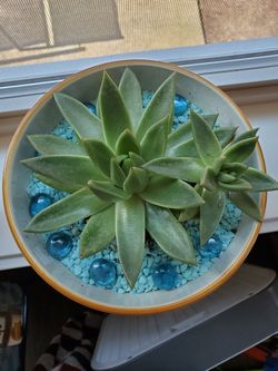 Beautiful succulent in cute yellow pot