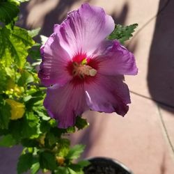 Hibiscus Plant 4feet Tall 3yrs Old