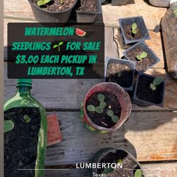 $3 Watermelon & Cantaloupe Starter Plants