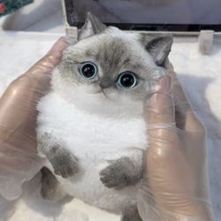 Stress Relief Cat Squishy – Super Soft & Satisfying