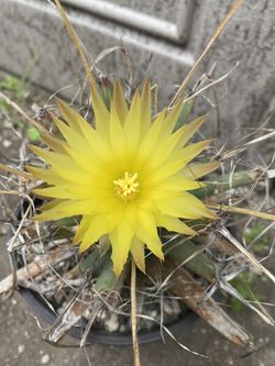 The Leuchtenbergia Princeps Blooming Cactus Plant, In 6 Inch Pot Very Old Plant Pick Up Only