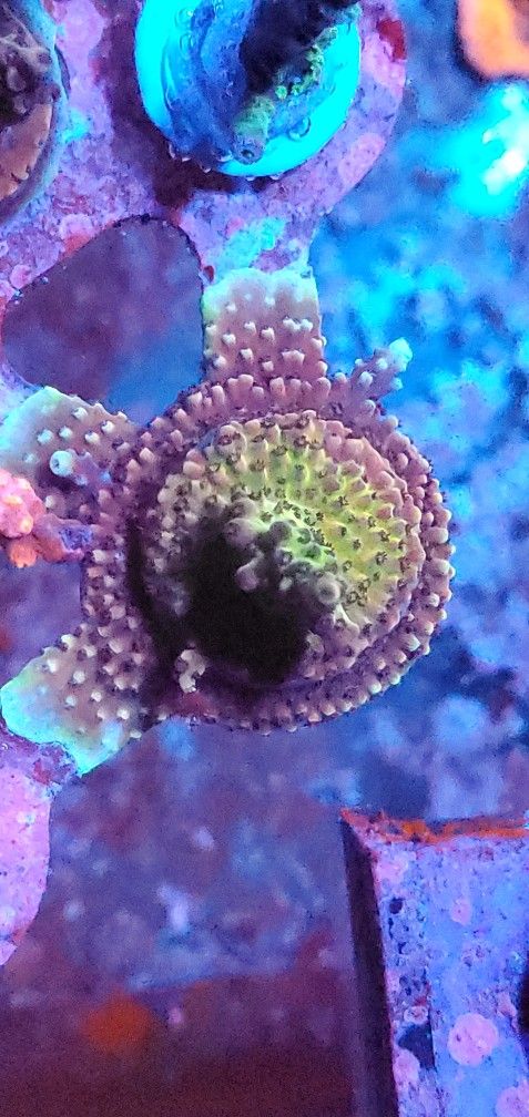 Sps Corals Salt Water Aquarium
