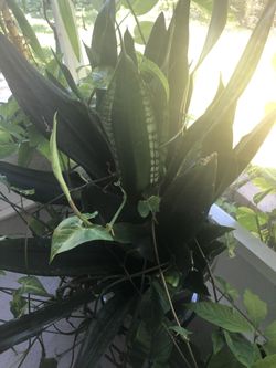 Beautiful dark green snake plant combine with another one that looks like the heart ❤️  plant! don't  know the name ! This week only $30.00 . Reason !