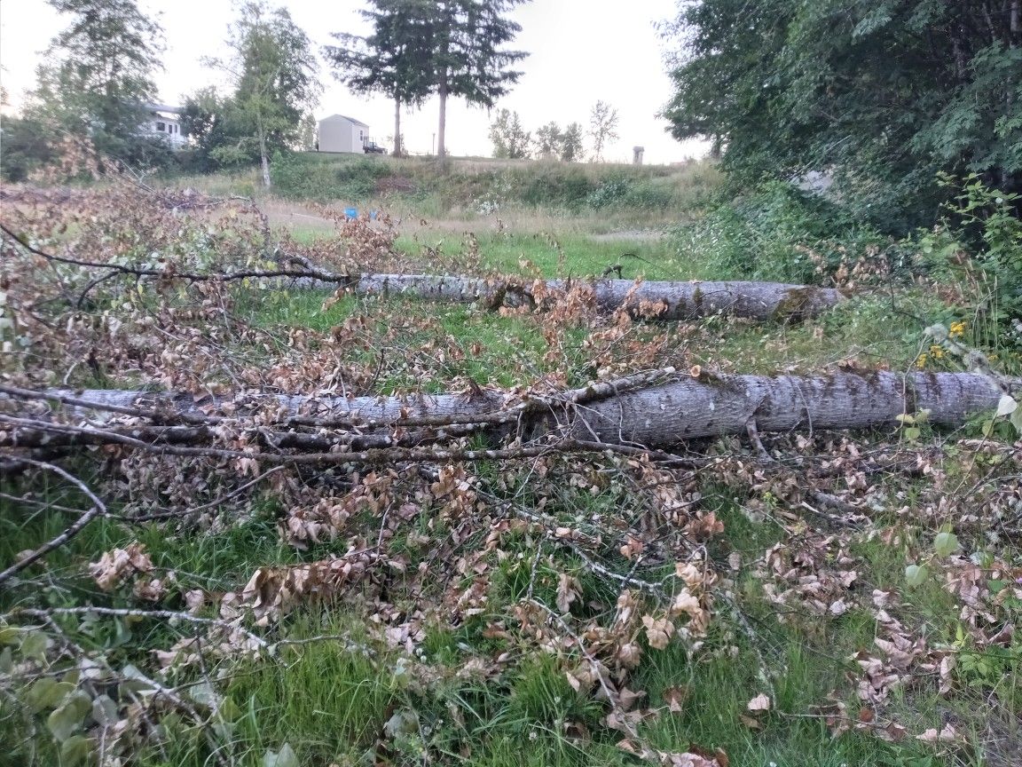 Free Logs