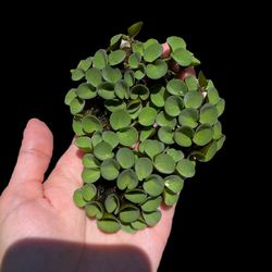 50+ Leaves Velvet Water Spangles (Salvinia Cucullata) Asian Watermoss Aquatic Floating Plant
