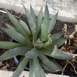 Blue Glow Agave Plants 