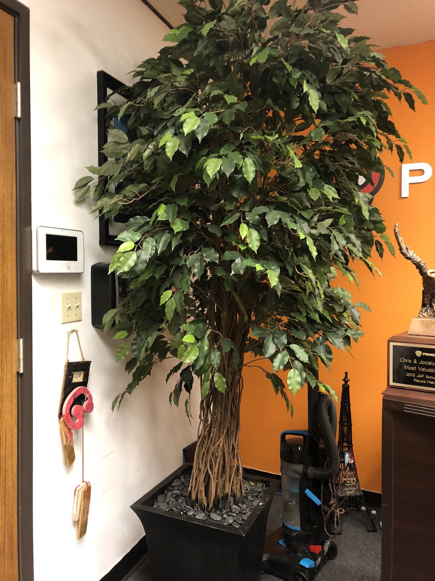 Large Decoration plant for office or home - $60 obo