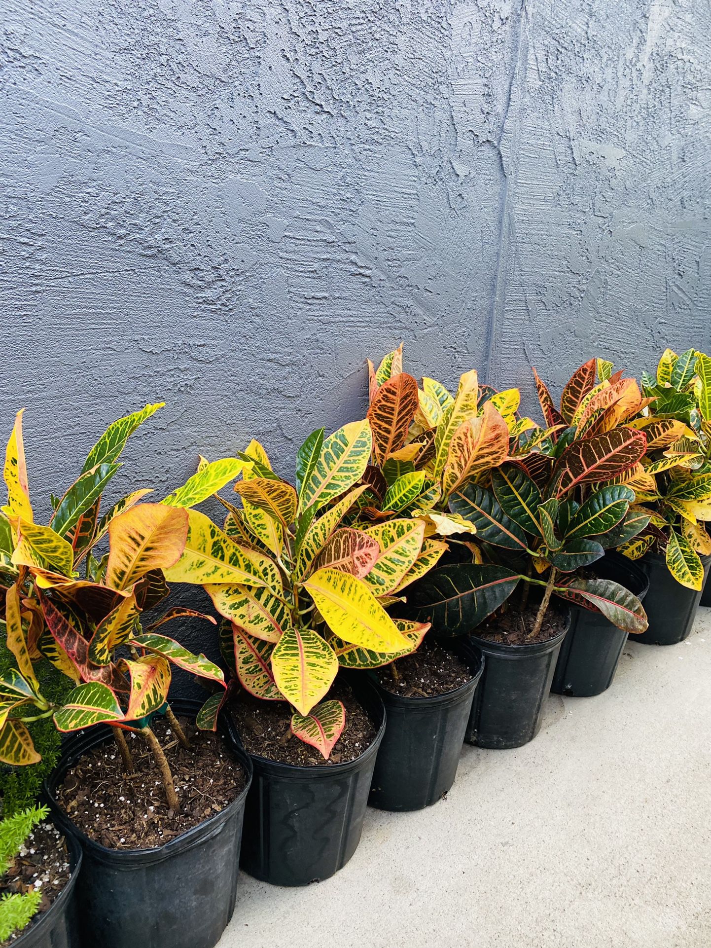 Plants (10”pot🌿Crotons $10 each or 2 for $15)
