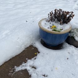 Blue Pot With Live Mum Plant 