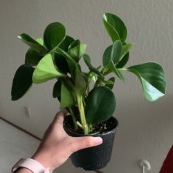 Baby Rubber (peperomia Plant)